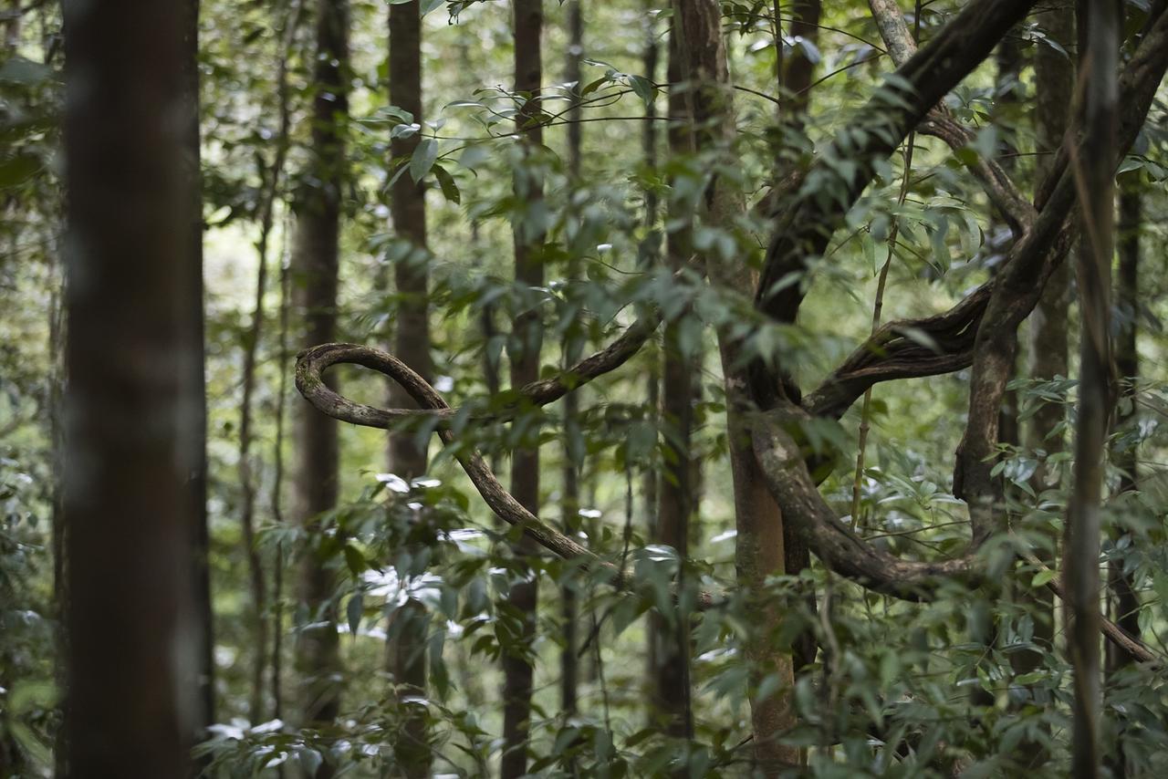 Sinharaja Forest Edge Deniyaya Exterior foto